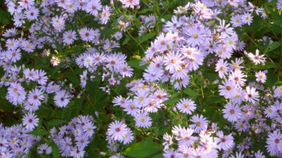 Aster cordifolius 'Ideal'