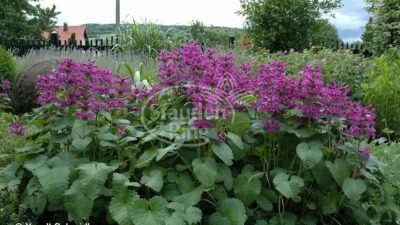 Betonica macrantha 'Superba'