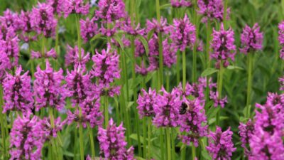 Betonica officinalis