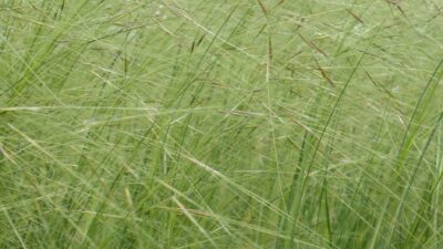 Stipa capillata