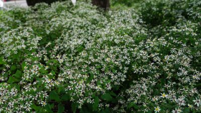 Aster divaricatus