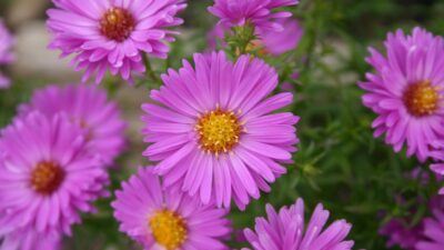 Aster dumosus 'Heinz Richard'
