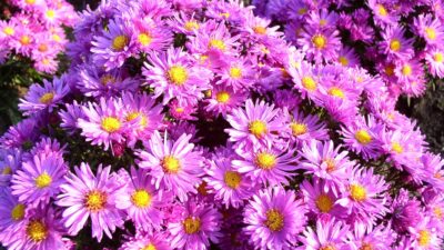 Aster dumosus 'Kassel'
