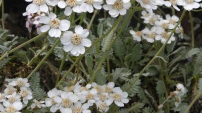 Achillea umbellata
