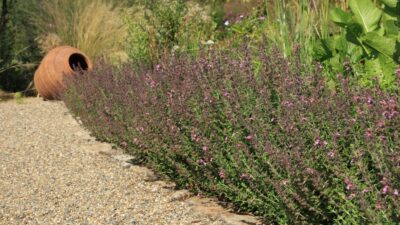 Teucrium x lucidrys
