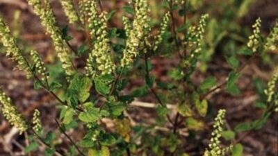 Teucrium scorodonia