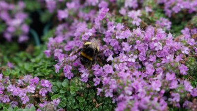 Thymus praecox 'Minor'