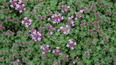 Thymus praecox ssp. pseudolanuginosus