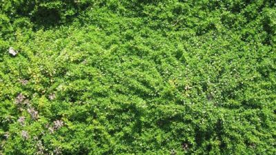 Thymus praecox 'Albiflorus'