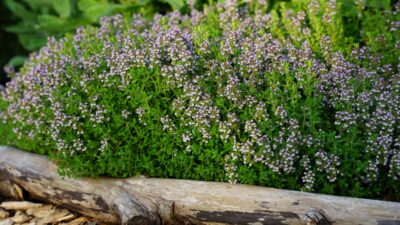 Thymus vulgaris