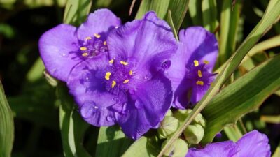 Tradescantia x anders. 'Blue Stone'