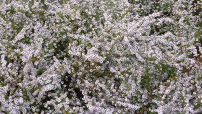 Aster ericoides 'Erlkönig'
