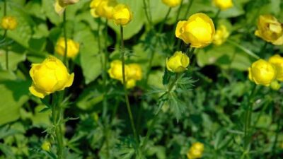 Trollius europaeus