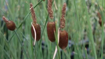 Typha minima