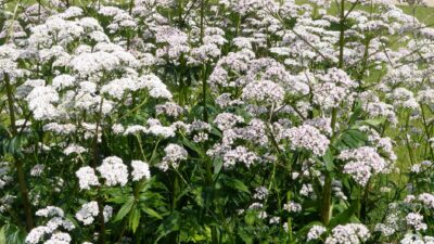 Valeriana officinalis