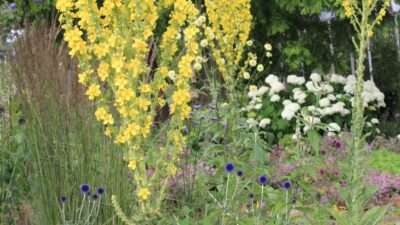 Verbascum olympicum