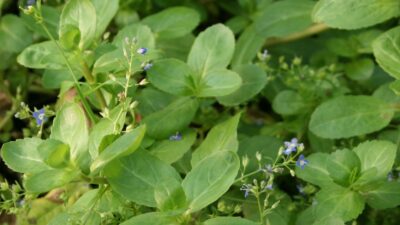 Veronica beccabunga