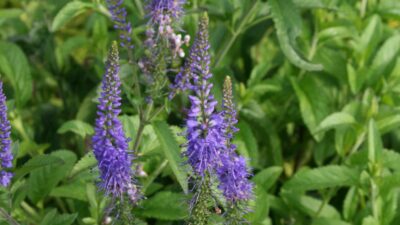 Veronica longifolia 'Blauriesin'