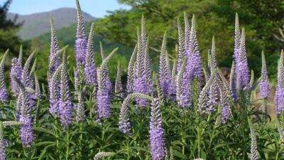 Veronica longifolia