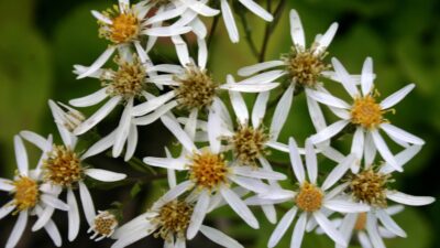 Aster macrophyllus 'Albus'