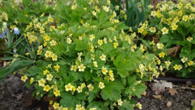 Waldsteinia geoides