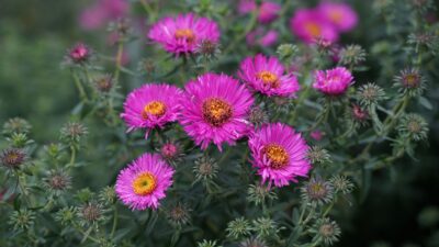 Aster novae-angliae 'Andenken an Paul Gerber'
