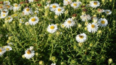 Aster novae-angliae 'Herbstschnee'