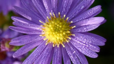 Aster novi-belgii 'Dauerblau'