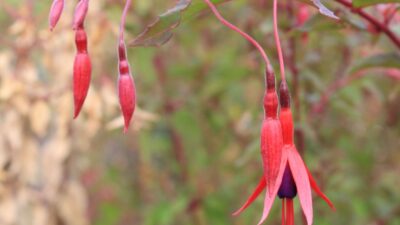 Fuchsia magellanica 'Riccartonii'