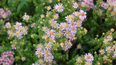Aster ericoides 'Lovely'