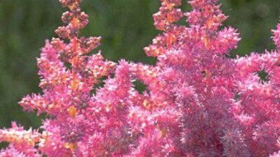 Astilbe chinensis 'Finale'