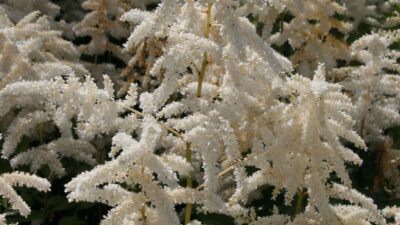 Astilbe japonica 'Deutschland'