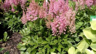 Astilbe japonica 'Mainz'