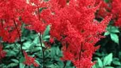 Astilbe japonica 'Red Sentinel'