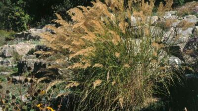Achnatherum calamagrostis
