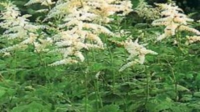 Astilbe thunbergii 'Van der Wielen'