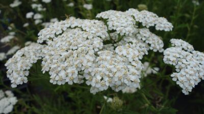 Achillea millefolium