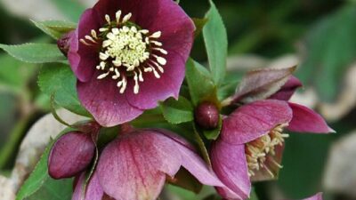 Helleborus x orientalis 'Red Lady'