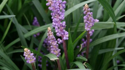 Liriope muscari 'Ingwersen'
