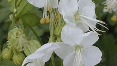Geranium macrorrhizum 'White Ness'
