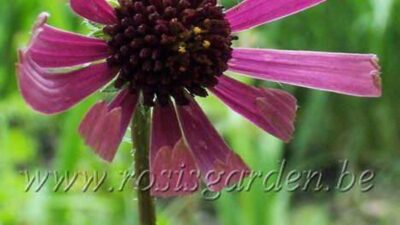 Echinacea tennesseensis 'Rocky Top'