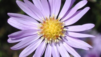 Aster turbinellus