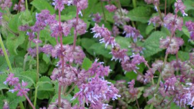 Salvia verticillata