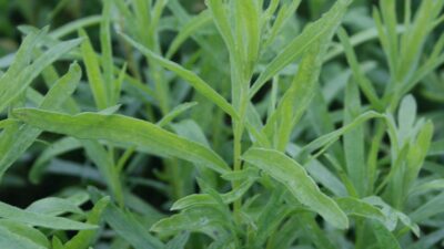 Artemisia dracunculus 'Sativa'
