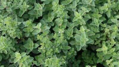 Origanum vulgare 'Hot and Spicy'