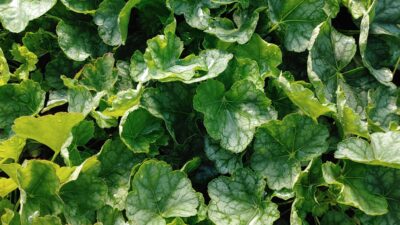 Heuchera americana 'Green Spice'