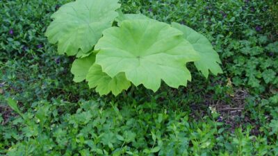 Astilboides tabularis