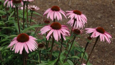 Echinacea purpurea 'Augustkönigin'