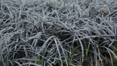 Ophiopogon plan. 'Niger'