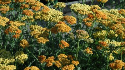 Achillea millef. 'Terracotta'